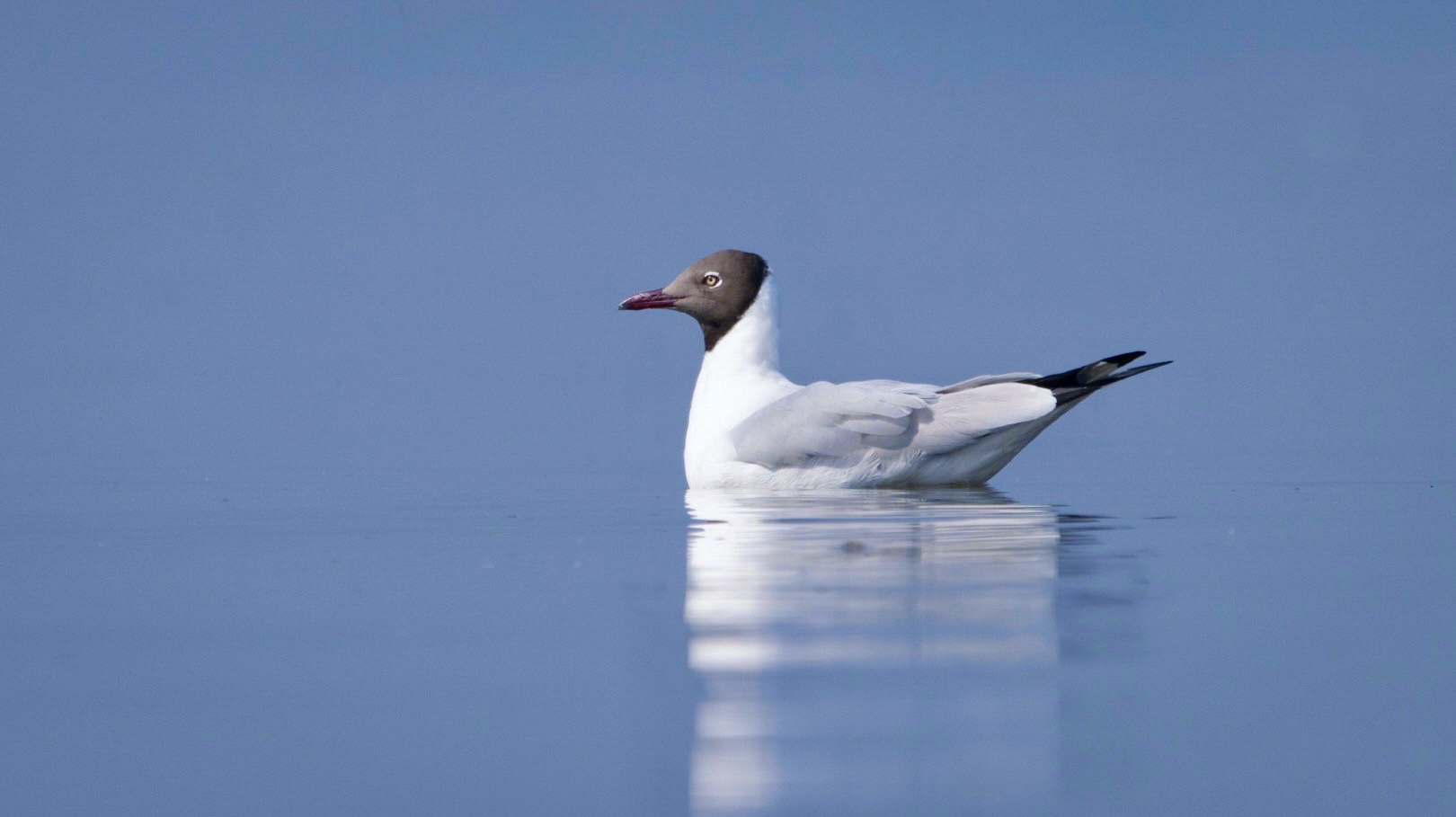 Brown-headed Gull